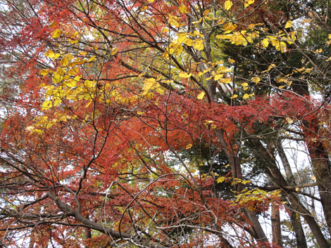 20181126hike (315)
